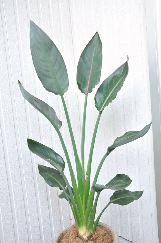 バルコニスト 推奨item New ストレリチア レギネ 極楽鳥花 デザインの良いテラコッタの ストレチア ゴクラクチョウカ 楽ギフ のし 楽ギフ のし宛書 楽ギフ メッセ 楽ギフ メッセ入力 アジアングリーン Marcsdesign Com