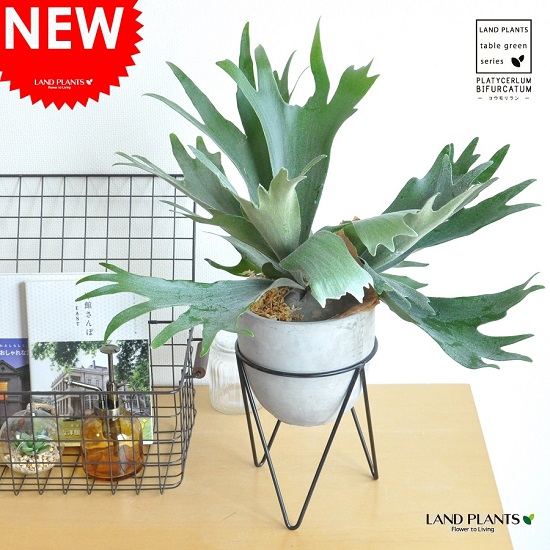 ビカクシダ4種セット imgrc0088454682.jpg