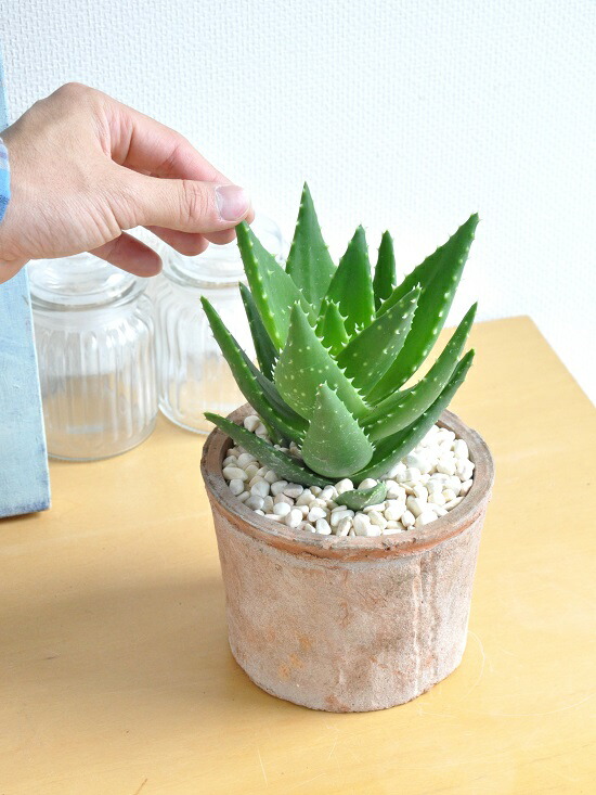 アロエ 不夜城 フヤジョウ 茶色 モスポット シリンダー型 テラコッタ 緑葉 卓上で育てるアロエ 薬草 鉢植え アロエベラ バルコニスト 苗 苗木 観葉植物 送料無料 Letempslev K7a Com