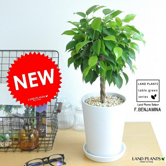 楽天市場】鉢花 観葉植物：ヒメエニシダ スタンド*7号 姫エニシダ