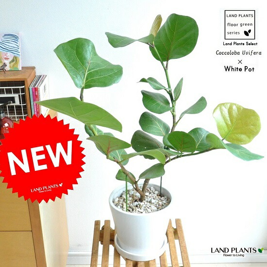 楽天市場】シーグレープ 白色 中型ラウンド 陶器鉢 ハマベブドウ 浜辺