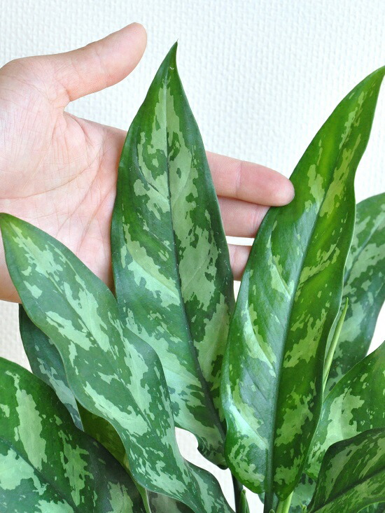 アグラオネマ 聖処女 白 合成樹脂椀 4ナンバー アグラオネママリア コンムタツム 父さんの一日贈答品 敬老の日 論点消化 観葉植物 Hotjobsafrica Org