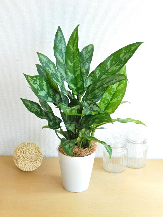 アグラオネマ 聖処女 白 合成樹脂椀 4ナンバー アグラオネママリア コンムタツム 父さんの一日贈答品 敬老の日 論点消化 観葉植物 Hotjobsafrica Org