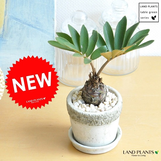 ザミア・フルフラケア（メキシコソテツ） 美株 希少種 観葉植物 生命力を強化する風水効果！ザミア・フルフラケア（メキシコ