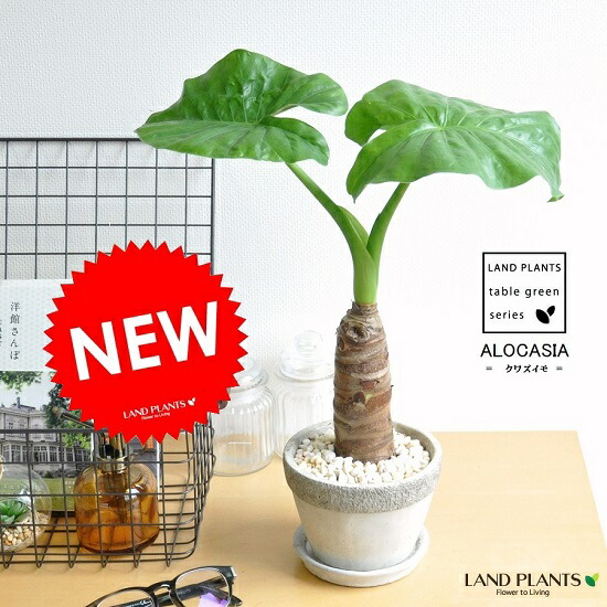 クワズイモ 出世芋 石模様のセメント 陶器鉢 Mサイズ アロカシア オドラ 芋 アローカシア サトイモ 出世芋 アジアングリーン トトロ 傘 食わず芋 クワイズモ 観葉植物 送料無料 Educaps Com Br