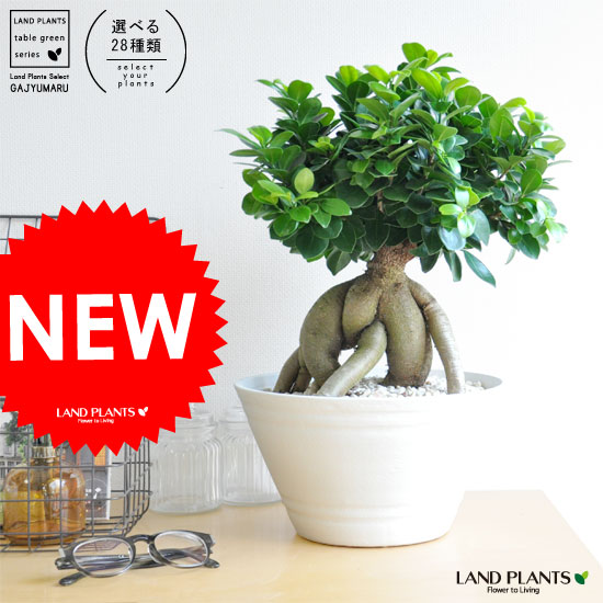 樹形を選べる 選べる 超幹太 特大ガジュマル 盆栽仕立ての 鉢植え がじゅまる 結婚式で両親へのプレゼント 結婚式の記念品 親贈呈ギフト 両親贈呈品 人参 ニンジンガジュマル ガジュマロ カジュマル Loeschenart Com