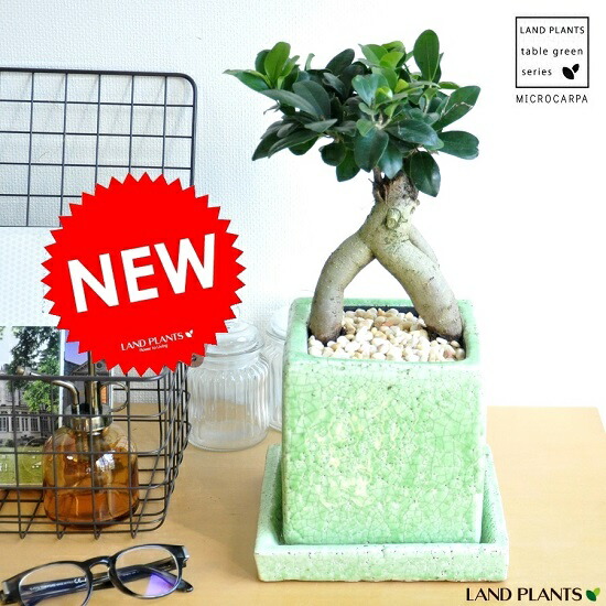 New がじゅまる グリーン 貫入カラーポット陶器鉢に植えた 盆栽仕立ての ガジュマルの樹 Rara Iuvant 楽ギフ メッセ 楽ギフ メッセ入力 人参 ニンジンガジュマル カジュマル ガジュマロ 敬老の日 ポイント消化 観葉植物 Educaps Com Br