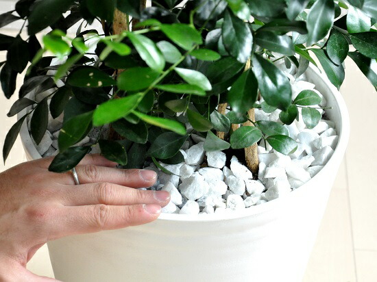 シルクジャスミン ゲッキツ 10号 白色 セラアート鉢 大型 尺鉢 尺 花を付ける観葉 良い香りの花が咲く ゲッキツ ジャスミン 血行促進 月橘 オレンジジャスミン イヌツゲ 尺 尺鉢 Deerfieldtwpportage Com