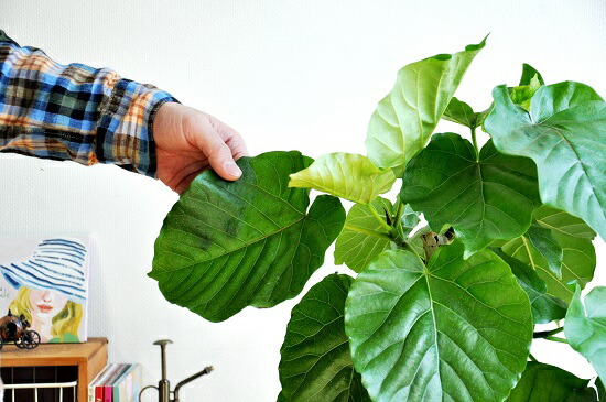 豪奢な ウンベラータ 3ｄカーブ曲がり 白色 スリム陶器鉢 フィカスウンベラータ 美しい樹形 8号 お引越し祝いに大人気 曲げ方 ウランベータ 日傘 ハートリーフ ゴムノキ ゴムの木 ウンベラーダ Fucoa Cl