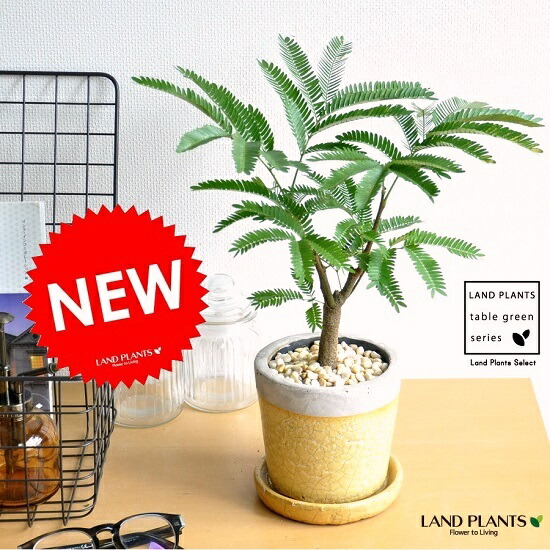 ネムの木　エバーフレッシュ　鉢皿付き 楽天市場】エバーフレッシュ やさしい色合い 陶器鉢（黄色） ネムの木