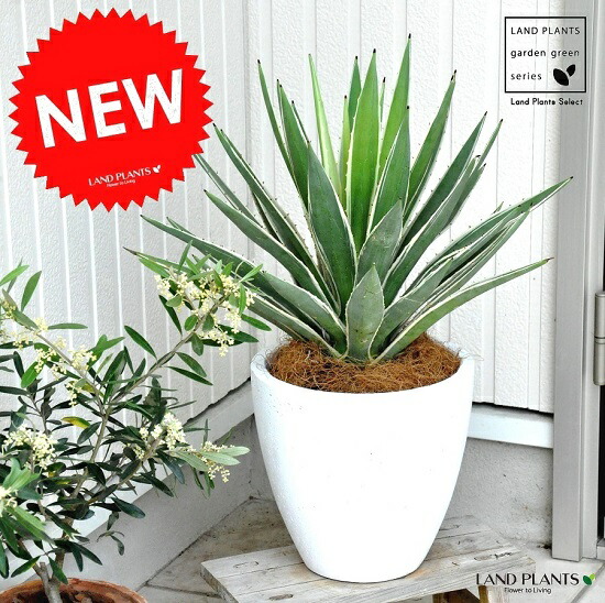アガベ（白閃光：ハクセンコウ） 白色 エッグ型 ラウンド陶器鉢　鉢植え　リュウゼツラン　アロエ　カリフォルニア　竜舌蘭　アガベハクセンコウ　アガペ　アガヴェ　観葉植物　敬老の日　ポイント消化　観葉植物｜LAND PLANTS 店
