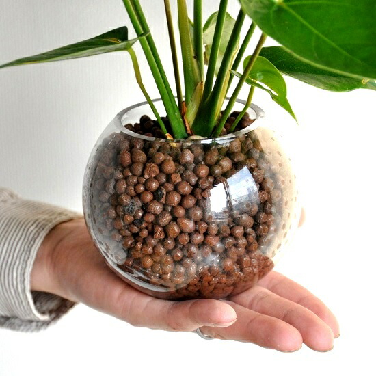 アンスリューム 朱 ボール紙型 ビードロ入れもので育て上げる 水栽培 ベニウチワ ハイドロ文明 ハイドロ オオベニウチワ 丹赤 赤花 金円 ガラス 花立て 花器 観葉植物 植物 Hotjobsafrica Org