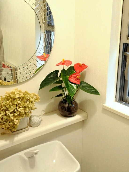 アンスリューム 朱 ボール紙型 ビードロ入れもので育て上げる 水栽培 ベニウチワ ハイドロ文明 ハイドロ オオベニウチワ 丹赤 赤花 金円 ガラス 花立て 花器 観葉植物 植物 Doorswindowsstairs Co Uk