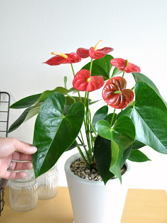 アンスリューム 赤お花 白妙 スリム型式 トール瀬戸物しゃれこうべ 真赤な花利運観葉植物 アンスリウム アンス ロイヤルはやりっ子敬老の日時 エキス消化 観葉植物 Hotjobsafrica Org