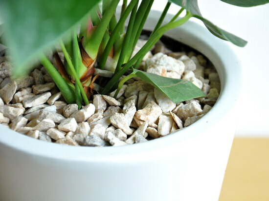 アンスリューム 赤お花 白妙 スリム型式 トール瀬戸物しゃれこうべ 真赤な花利運観葉植物 アンスリウム アンス ロイヤルはやりっ子敬老の日時 エキス消化 観葉植物 Hotjobsafrica Org