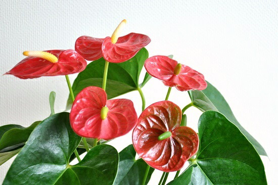 アンスリューム 赤お花 白妙 スリム型式 トール瀬戸物しゃれこうべ 真赤な花利運観葉植物 アンスリウム アンス ロイヤルはやりっ子敬老の日時 エキス消化 観葉植物 Hotjobsafrica Org