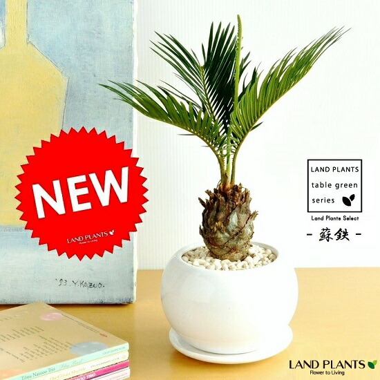 楽天市場】観葉植物【ソテツ属】ソテツ 5号Sセメント鉢（皿付