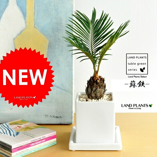 石山工業専用　ソテツ 約1.5メートル 白色鉢 楽天市場】ソテツ 6号鉢 観葉植物 室内 新築祝い 大型