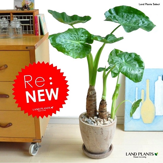 楽天市場】PLANCHU 観葉植物 アロカシア シマクワズイモ 3.5号鉢