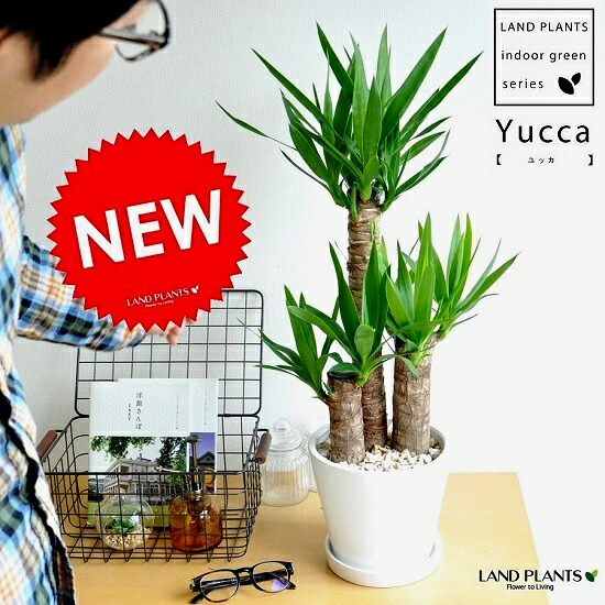 ドラセナ（青年の木：ユッカ） 白色 ラウンド型 陶器鉢 Mサイズ 1鉢 【天然砕石・受皿】 リュウゼツラン　ドラセナユッカ　敬老の日　ポイント消化　観葉植物｜LAND PLANTS 店