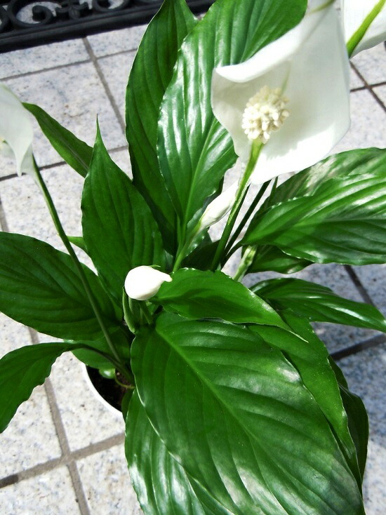 お試 スパティフィラム 4ナンバー 白み色 可塑性物質しゃれこうべ 白の幼気たけなわを咲かせる観葉草木 Table Green Series Spathiphyllum 敬老のディ 主意消化 観葉植物 Hotjobsafrica Org