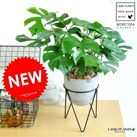 ヒメモンステラ アイアン卓後景の セメントセラミック頭蓋骨 ミニモンステラ アダンソニー ペルツ サ 皇女モンステラ 0スタンド ラフィドホラ テトラスペルマ サトイモカズラ属 ホウライショウ属 デリシオサ デリシオーサ Hotjobsafrica Org