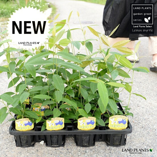 【容れもの売りわたす】 レモンマートル 4号 苗ポット（12個書き割り） 苗 若木 鉢 鉢植え 植木 庭木 薬草 医学的薬草 アロマテラピー 檸檬 マートル シトラール 流行性感冒 接触感染症 コロナ濾過性病原体 観葉草木 観葉 業販 卸 卸売り 容れもの売り