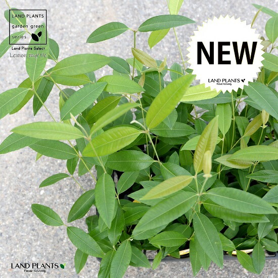 レモンマートル 4号 苗ポット 12個セット マートル 鉢植え 卸 観葉植物 ケース売り シトラール インフルエンザ 苗木 植木 レモン 苗 メディカルハーブ 観葉 感染症 鉢 ハーブ 庭木 卸売り コロナウイルス アロマテラピー 業販