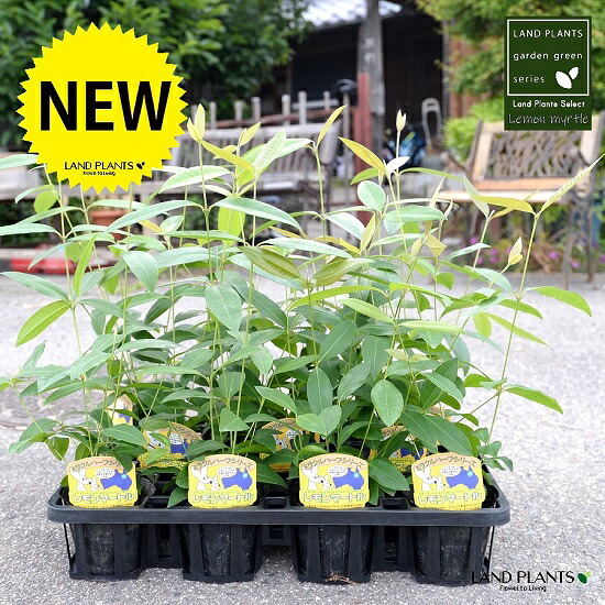 【容れもの売りわたす】 レモンマートル 4号 苗ポット（12個書き割り） 苗 若木 鉢 鉢植え 植木 庭木 薬草 医学的薬草 アロマテラピー 檸檬 マートル シトラール 流行性感冒 接触感染症 コロナ濾過性病原体 観葉草木 観葉 業販 卸 卸売り 容れもの売り