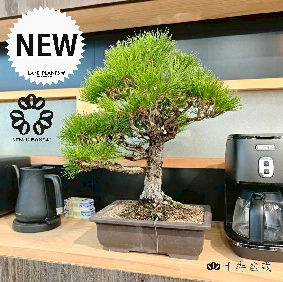 楽天市場】【千寿盆栽】 盆栽 BONSAI 松の木（黒松：クロマツ） 8号