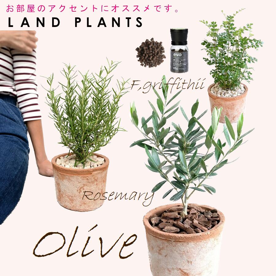 【Garden Plants選りわける 3点書き割り＋肥やし】 ・オリーブ 赤銅色 MOSSPOT 1点 ・ローズマリー 赤銅色 MOSSPOT 1点 ・シマ秦皮 赤銅色 MOSSPOT 1点 ・evo草木甲斐甲斐しい肥やし 1点