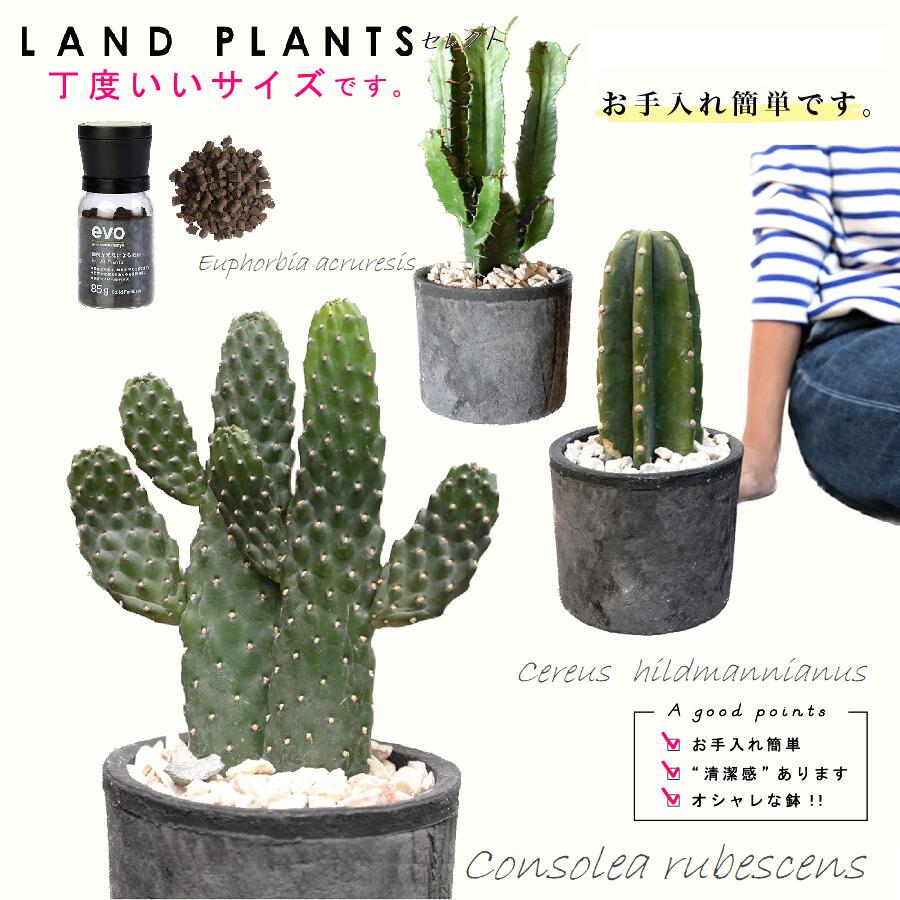 サボテン YHM CREPE de CHINE STAND CAPE BLOUSE(S Blue Grey): Y's｜THE SHOP YOHJI