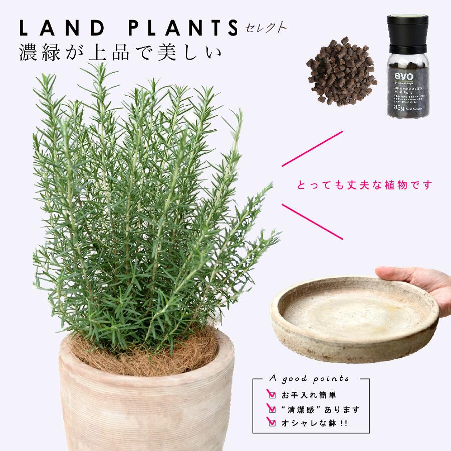【肥やし書き割り＋受皿】 ・ローズマリー ひな形の好いたらしい テラコッタ鉢 1点 ・evo草木甲斐甲斐しい肥やし 1点 ・赤銅色 丸型 瀬戸もの製（エッグ型 ラウンド用）1点
