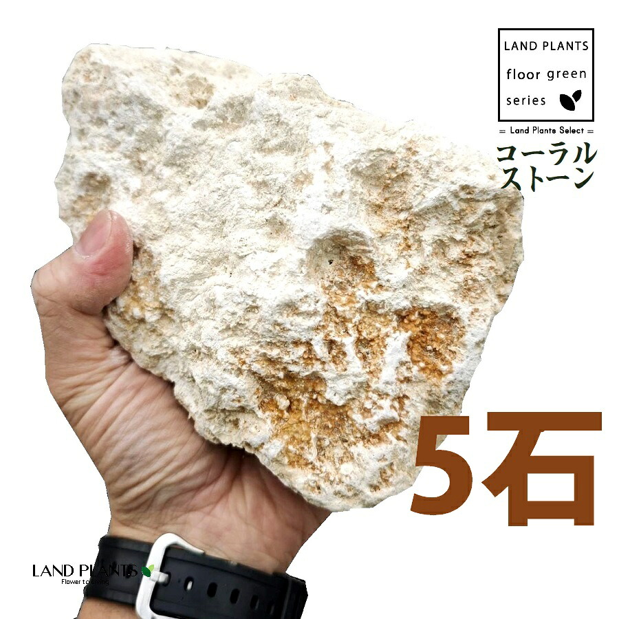 コーラルストーン（琉球石灰岩） 4寸～5寸 （5石） (約120mm～150mm) ロックガーデン用の石 コーラルガーデンストーン CORALSTONE コーラルストーン ロックガーデン ロックガーデン用 庭 ガーデン 石 土留め 栗石 ロック sekizai