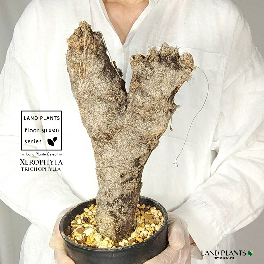 【発根済】 キセロフィタ（トリコフィラ） 苗木 1株 キセロフィタトリコフィラ 塊根植物 珍奇植物 コーデックス アフリカの木 アフリカ Xerophyta trichophylla