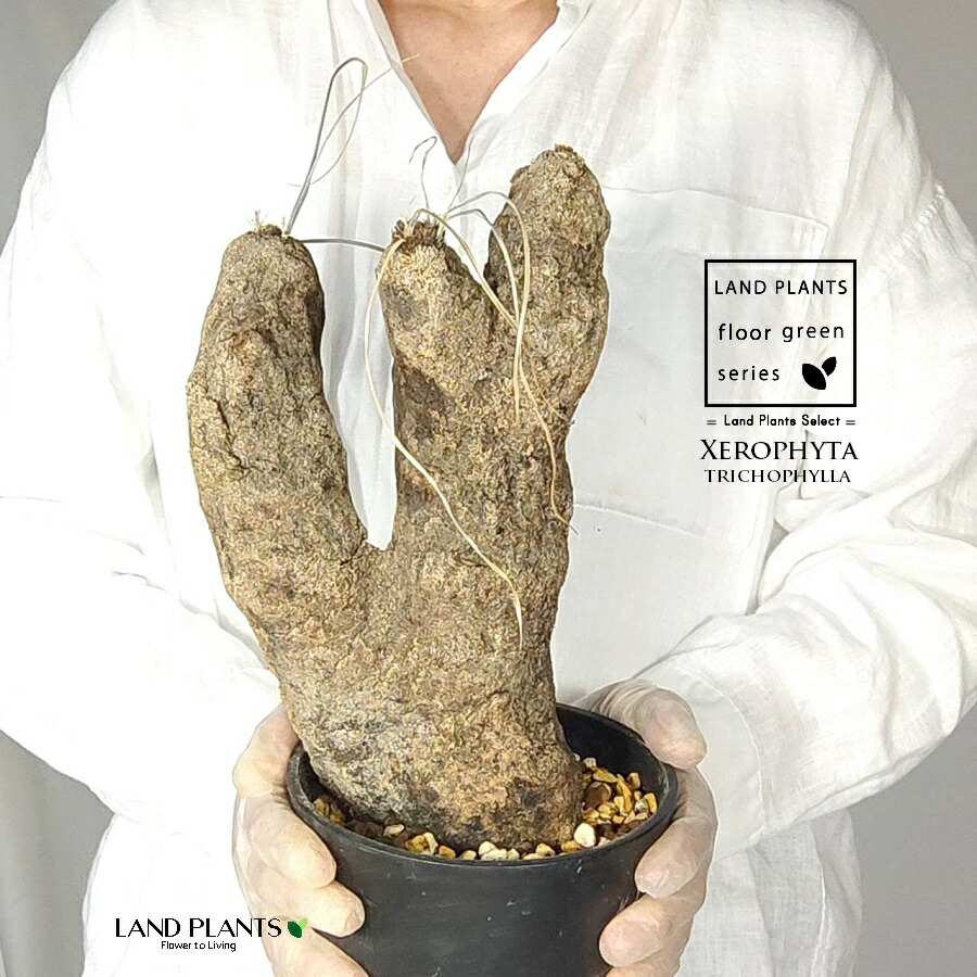 【現品】【発根済】コミフォラ・アフリカーナ 　9号　４C番 fit=scale-down,w=1200