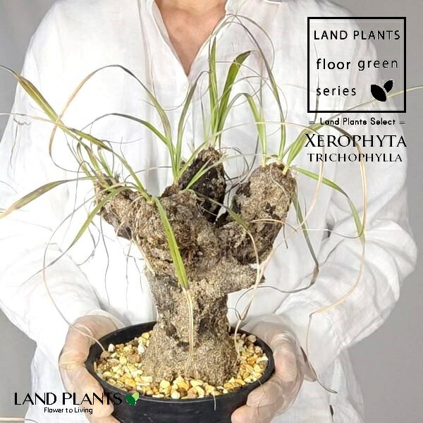 楽天市場】【発根済】 ブーファン（ディスティチャ） 中型 苗木 1株