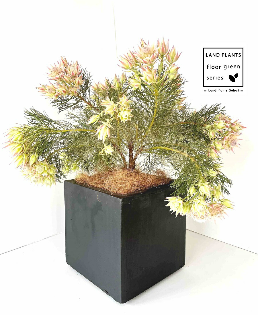 楽天市場】セルリア（ラズベリーバースト） 6号 プラスチック鉢 1鉢