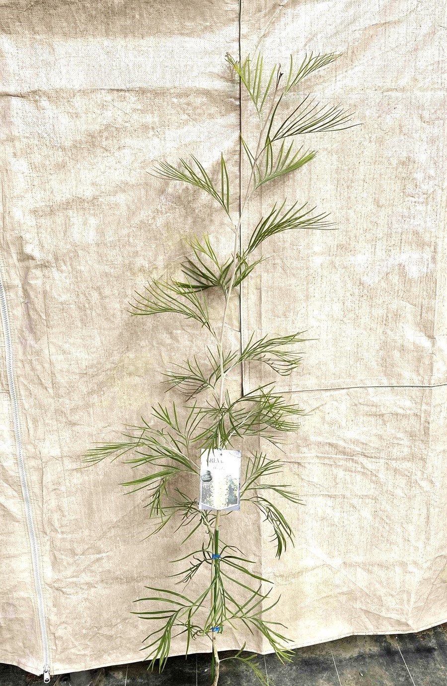 楽天市場】グレビレア（ムーンライト） 4号 プラスチック苗 1鉢