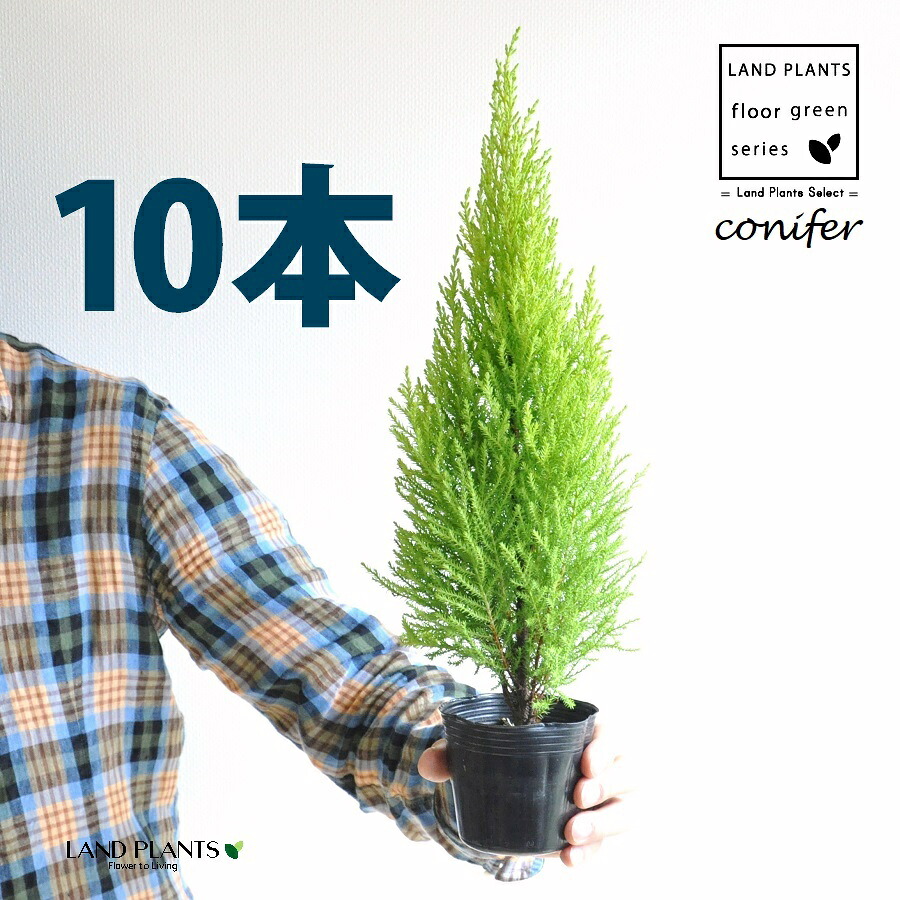 ゴールドクレスト（自然樹形） 3号 ポット苗（10鉢） ヒバ コニファー コニファ ヒノキ 針葉樹 conifer Hesperocyparis macrocarpa 'Goldcrest'