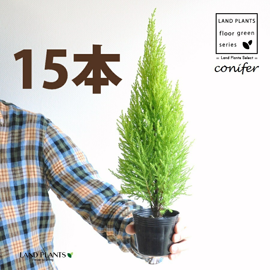 ゴールドクレスト（気どらずに樹形） 3号 ポット苗（15鉢） ヒバ コニファー コニファ ヒノキ 針葉樹 conifer Hesperocyparis macrocarpa \u0027Goldcrest\u0027 花・ガーデン・DIY-観葉植物