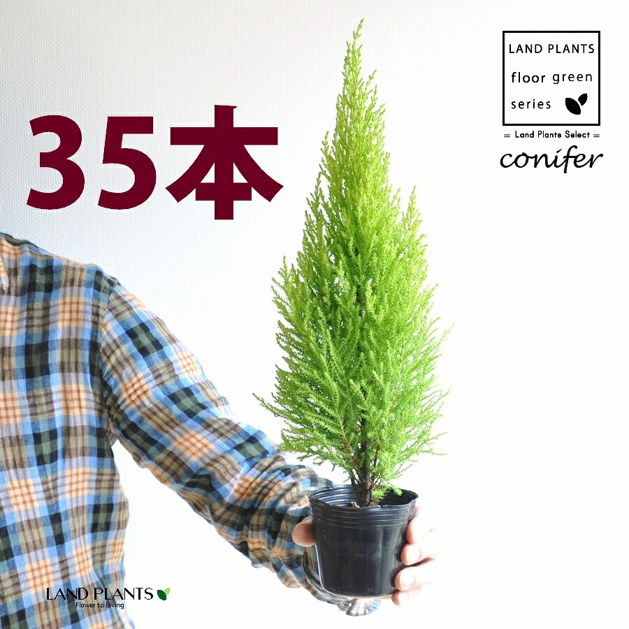 ゴールドクレスト（自然樹形） 3号 ポット苗（35鉢） ヒバ コニファー コニファ ヒノキ 針葉樹 conifer Hesperocyparis macrocarpa 'Goldcrest'