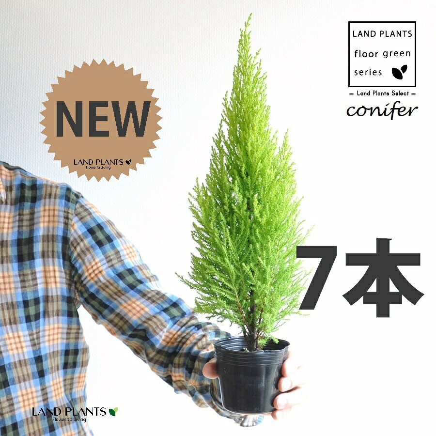 ゴールドクレスト(自然樹形) 3号 ポット苗(7鉢) ヒバ コニファー コニファ ヒノキ 針葉樹 conifer Hesperocyparis macrocarpa 'Goldcrest'