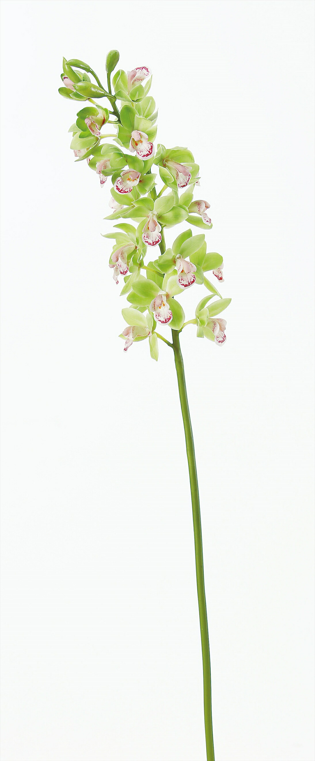 1419円 10周年記念イベントが グランマトフィラム 22 つぼみ 4 セロリ 1419円 10周年記念イベントが グランマトフィラム 22 つぼみ 4 セロリ