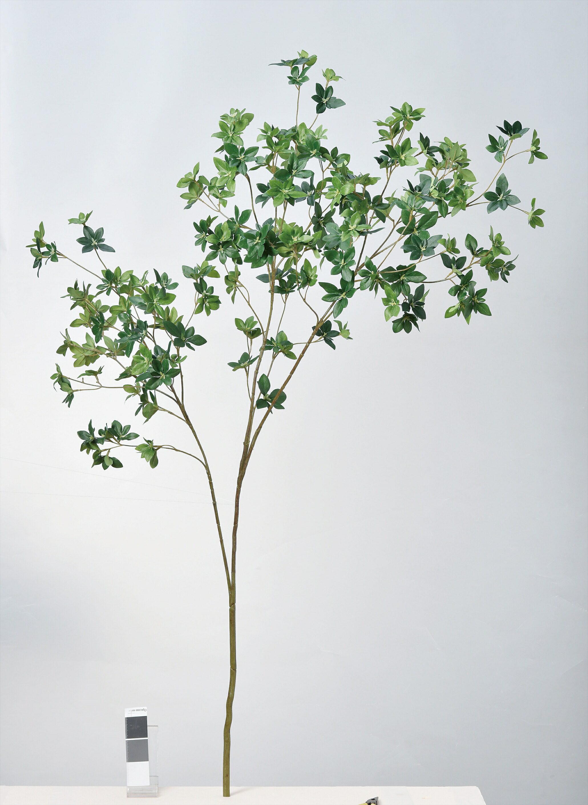 ﾄﾞｳﾀﾞﾝ L ｸﾞﾘ ﾝ 最大69 オフ