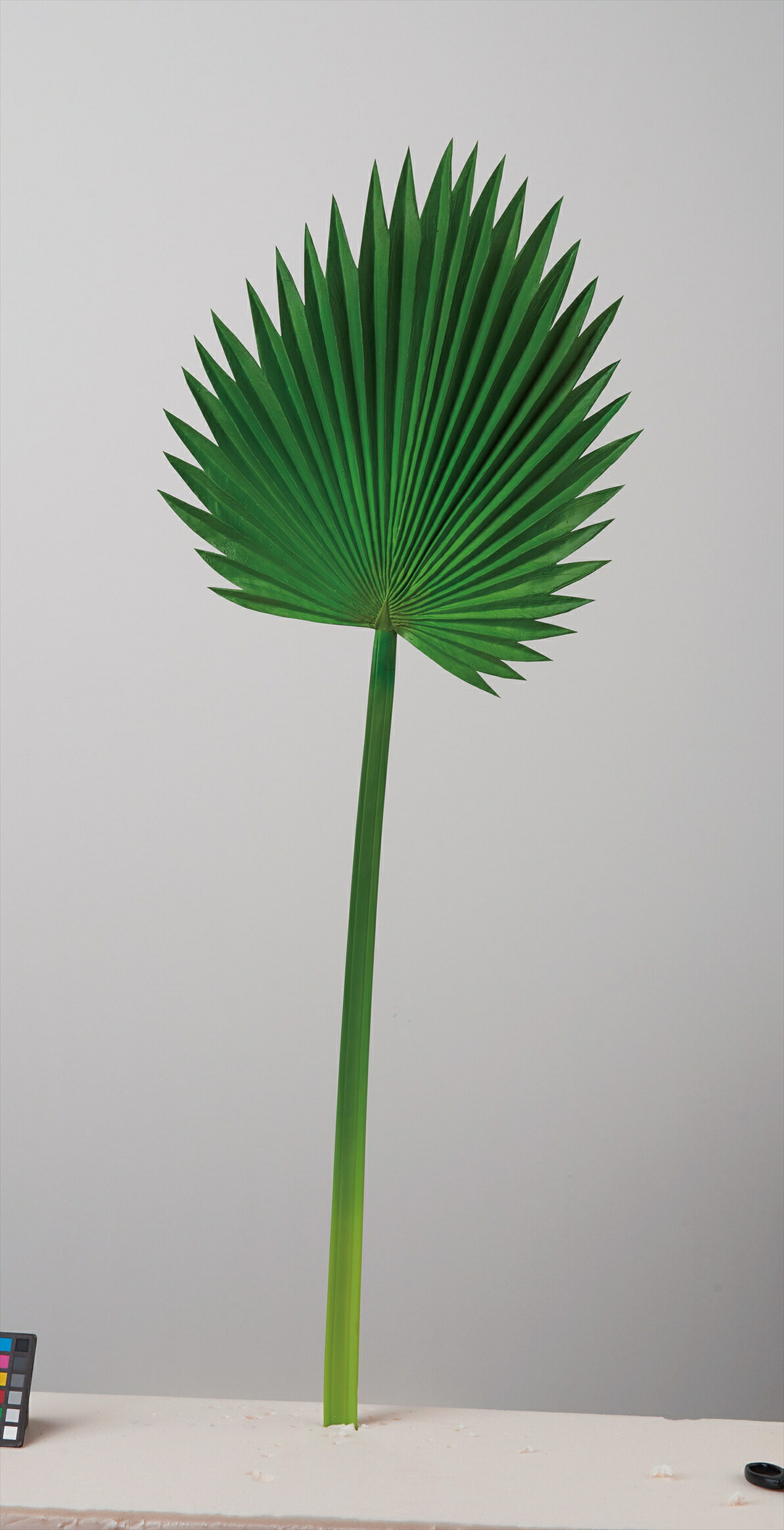 【楽天市場】ﾊﾟｰﾑﾘｰﾌ：LAND PLANTS 楽天市場店