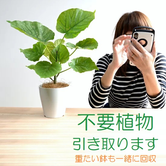 【引取り：XLサイズ】 観葉植物・植物の（引取り）送料込み 【サイズ：三辺の合計200cm以下】 ※北海道・沖縄・離島除く｜LAND PLANTS 店