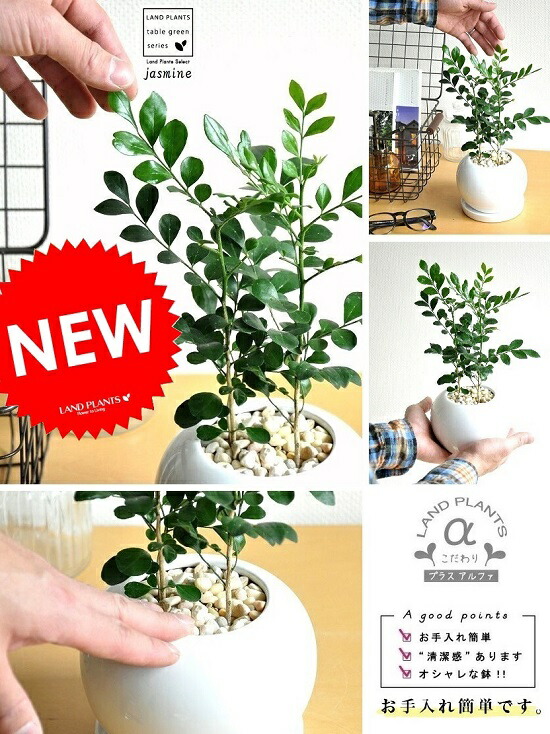 楽天市場 シルクジャスミン 月橘 ゲッキツ 白色 丸型 陶器鉢 観葉植物 白 ホワイト ボールポット ランドプランツ