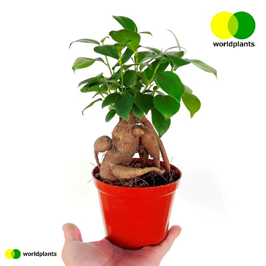 楽天市場】ガジュマル（幹太：接木） 4号 プラスチック苗 1鉢