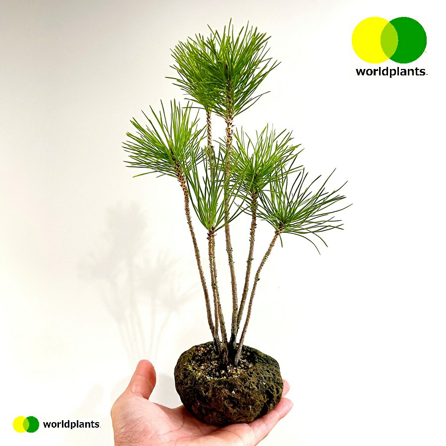 楽天市場】KARUISHI 松（黒松：株立ち） 軽石 1鉢 松 松の木 マツ